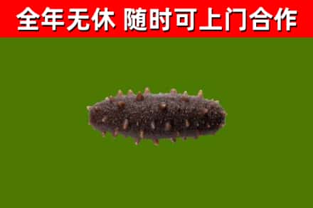 涵江回收海参干